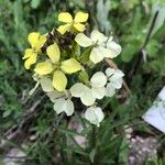 Erysimum ochroleucum Flor