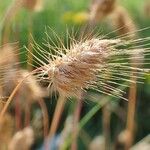 Cynosurus echinatus Fruit