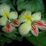 Drymonia submarginalis Kwiat