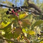 Cornus sanguineaFruitua