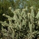 Cylindropuntia acanthocarpa Rinde