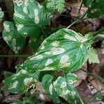 Stellaria nemorum Leaf