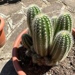 Echinocereus coccineusLeaf