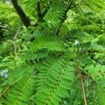 Sorbus koehneana Leaf