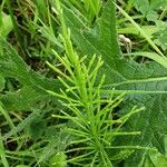 Equisetum arvense Levél