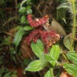 Miconia lacera Flower
