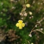 Utricularia subulata Blüte