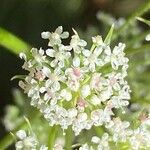 Seseli annuum Blüte