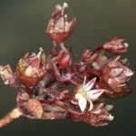 Nemacladus rigidus Fruit