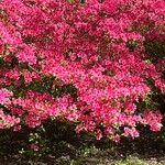 Rhododendron kaempferi Цвят