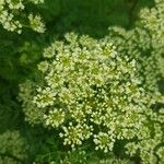 Cnidium silaifolium Flower