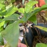 Ardisia japonica Fleur
