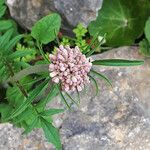 Valeriana dioscoridis Λουλούδι