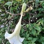 Brugmansia suaveolens പുഷ്പം