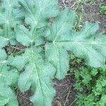 Fritillaria lusitanica Leaf