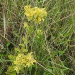 Kalanchoe citrina फूल