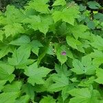 Rubus odoratus عادت داشتن