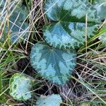 Cyclamen purpurascens Ліст