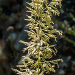 Koeleria splendens Flor
