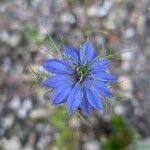 Nigella sativa ফুল