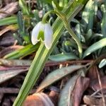 Galanthus × valentinei Flors