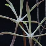 Aerangis gracillima Flower