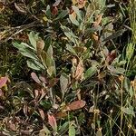 Myrica gale Flower