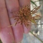 Cyperus haspan Blüte
