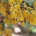 Azara petiolaris Flower