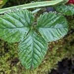 Potentilla indica Blatt