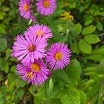 Symphyotrichum novae-angliaeFiore