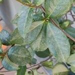 Trachelospermum jasminoides Lehti