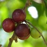 Flacourtia jangomas Fruit