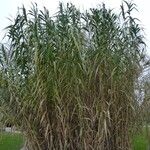 Arundo donax Habit