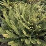 Polystichum setiferum Συνήθη χαρακτηριστικά