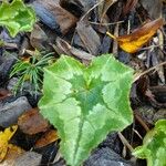 Cyclamen hederifolium Leaf