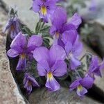 Viola diversifolia Habitatea