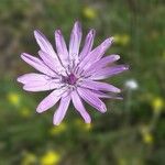 Podospermum purpureum Blüte