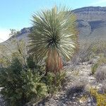 Yucca thompsoniana Агульны выгляд