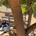 Hibiscus tiliaceus Bark