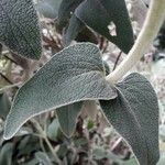 Phlomis fruticosa 葉