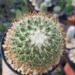 Mammillaria barbata Leht