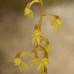 Angraecopsis elliptica Flower