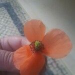 Papaver dubium फूल