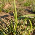 Ranunculus minimus Habitus