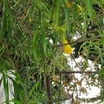 Thevetia neriifolia Flor