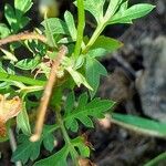 Cosmos sulphureus Leaf