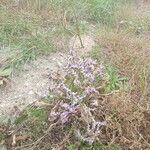 Limonium narbonense Hàbitat