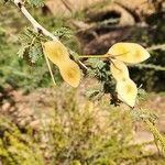 Acacia thomasii Fruit