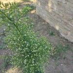 Erigeron canadensisFlower